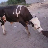 گاو نر سمینتال درجه یک