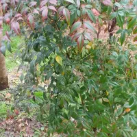 نهال میوه چند ساله بارده و درختچه تزئینی