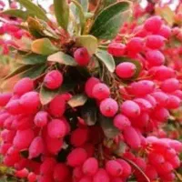 خریدار زرشک خشک پفکی بادکش ،عناب گلابی،(نقدی)