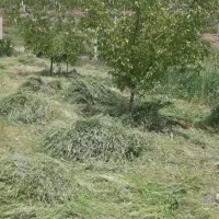 فروش علف مخلوط