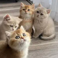 گربه لیلاک لوکس ترین رنگ‌گربه