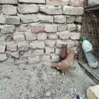 جفت زرو و گلی کلاهی