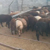 بره ناقلا