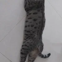 گربه عقیم شده