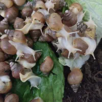 حلزون طبی البینو