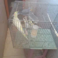 دوتاعروس هلندی