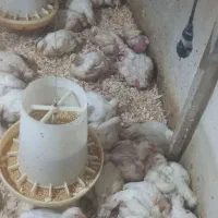 مرغ گوشتی