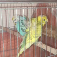 مرغ عشق پروانه ای معاوضه با ۸ جفت مرغ عشق معمولی