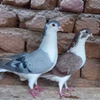 طاقی و جفتکن