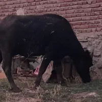 گاومیش و گوساله