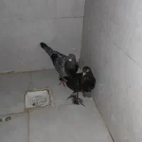 کبوتر
