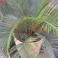 سیکاس و گل و گیاه