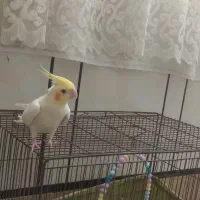 عروس هلندی نر و ماده