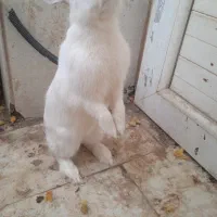 خرگوش سفید سالم و سرحال و بالغ