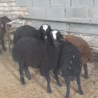 بره ماده ۱۲ راس