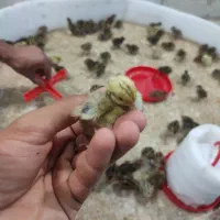 جوجه بلدرچین