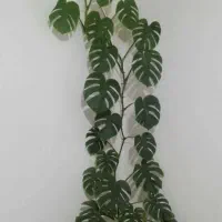 گل برگ انجیری