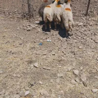چهار میش