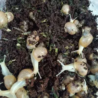 حلزون بچه