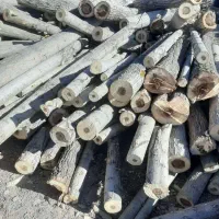 خریدار چوب سپیدار صنوبر کبوده تیرهای سقفی