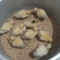 بچه اردک اسرائیلی
