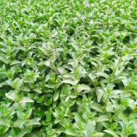 نعنا تازه و بومی و ارگانیک