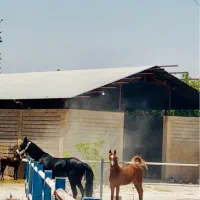 اسب عرب