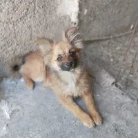 پامر نر