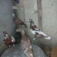 کفتر