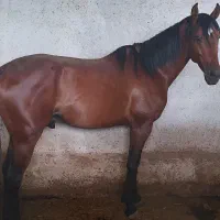 اسب نر جوان ورزشی، کره زونکورد، یک سر خارجی