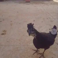 مرغ گلین