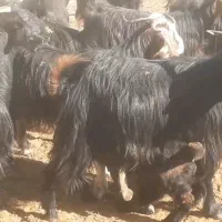 بز وبزغاله