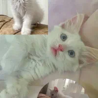 بچه گربه پرشین عروسکی ۳‌ماهه