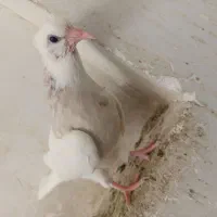 فروشی مایدوم