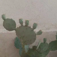 گل کاکتوس با میوه کاکتوس