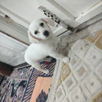 سگ پاکوتاه