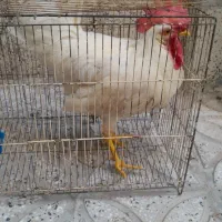 خروس جوان