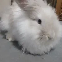 فروش فوری خرگوش لوپ ترکیش