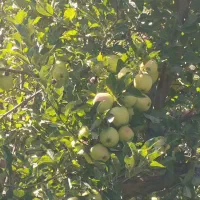 باغ سیب