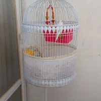 مرغ عشق خونگی