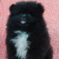 پامر عروسکی