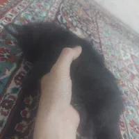 گربه سیاه