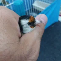 سهره|پرنده|مشهد, تلگرد|دیوار