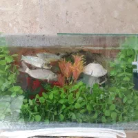 آکواریوم و ماهی