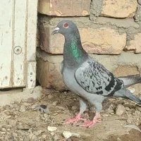 کبوتر نر وماده مگس
