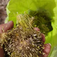 زیره ی کوهی