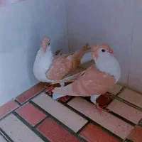 ساده افغان
