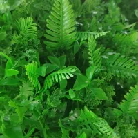 فروش گرین وال