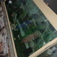افاریوم ماهی