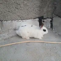 خرگوش بازی گوش و سالم